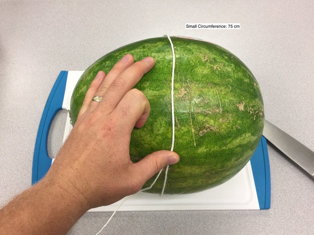 Watermelon Small Circumference